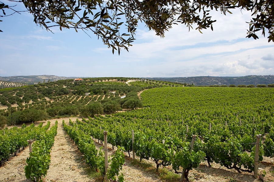 rows of vines at Boutari Crete Winery vineyards in the background of blue sky and mountains